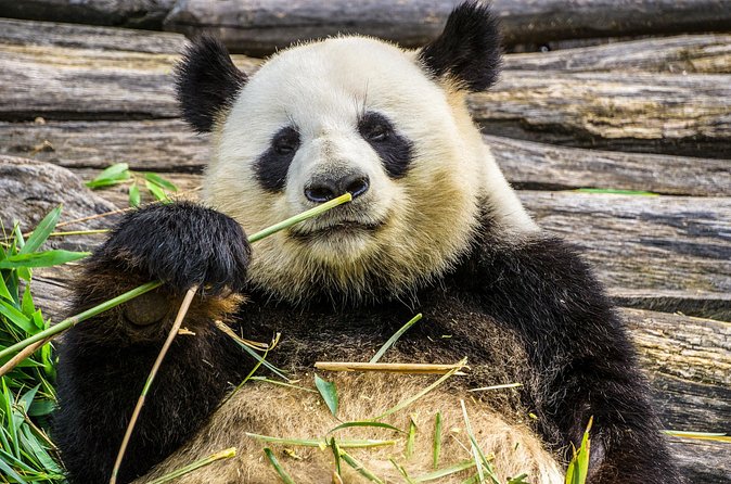 Mini Group: Half-Day Chengdu Pandas Guided Tour - Practical panda photography and behavior tips