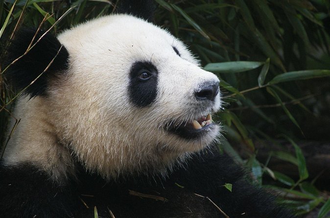 Mini Group: Half-Day Chengdu Pandas Guided Tour - From pandas to Sichuan hotpot