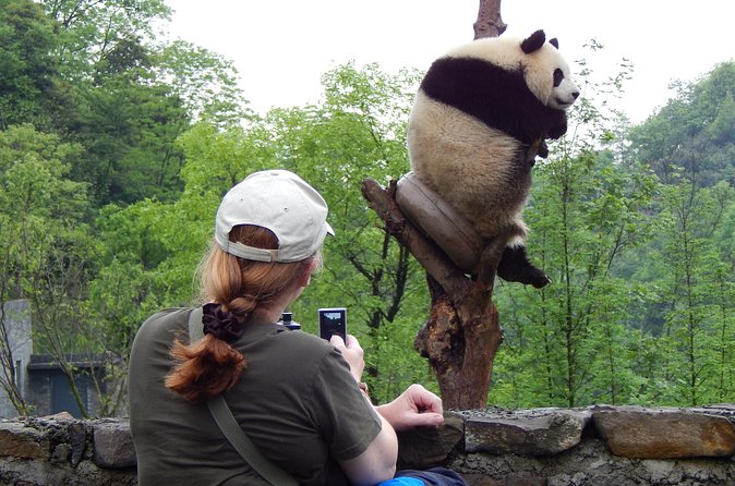 Mini Group: Half-Day Chengdu Pandas Guided Tour - Group size, guide contact, and the private upgrade