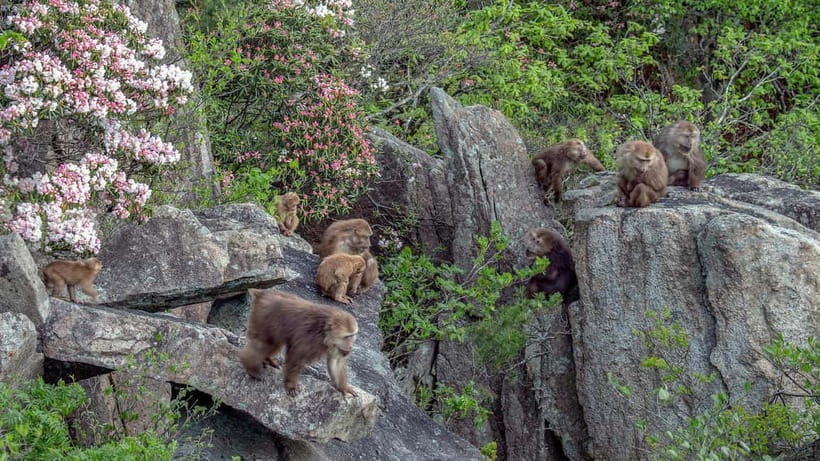 Mount Huangshan: Highlights Tour in Huangshan full-day - Lunch and the value of an all-in price