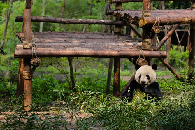 One Day Giant Panda Leisure Private Tour in Chengdu - What three hours at Xiongmao Jidi gives you