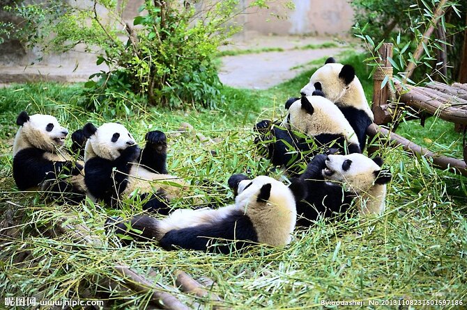 One Day Giant Panda Leisure Private Tour in Chengdu - Sichuan lunch, with the bill kept separate