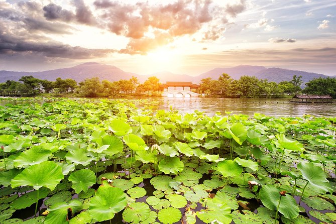 One-Day Hangzhou Dragon Well Tea Culture & West Lake Private Tour - Starting among the Dragon Well tea plants at Meijiawu