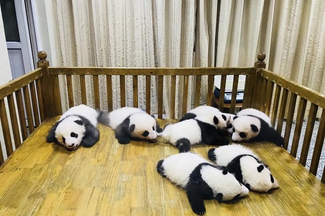 One Day Trip to Chengdu Panda Base and Leshan Buddha Tour - Why this pairing works in one long day