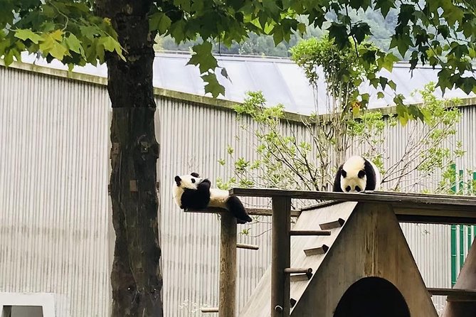 One Day Trip to Chengdu Panda Base and Leshan Buddha Tour - Tickets, food, language, and weather