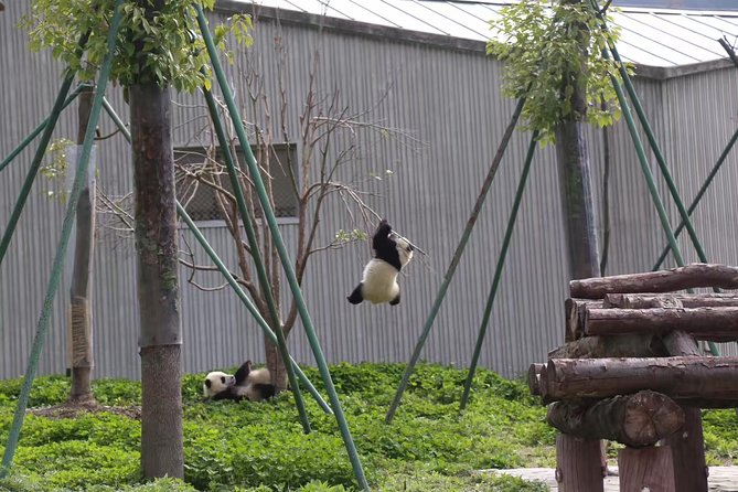 One Day Trip to Chengdu Panda Base and Leshan Buddha Tour - Who will get the most from this tour?
