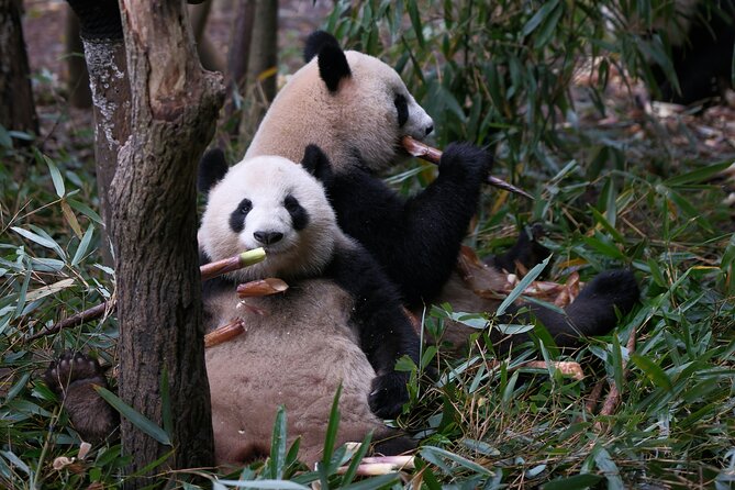Panda and Leshan Buddha Private Tour - Booking details and cancellation terms