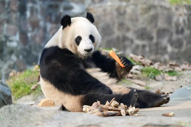 Panda, Leshan, and Emei Mountain 2-day tour - A long day on sacred Mount Emei