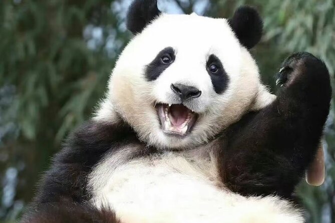 Panda, Leshan, and Emei Mountain 2-day tour - What the $250 price really covers