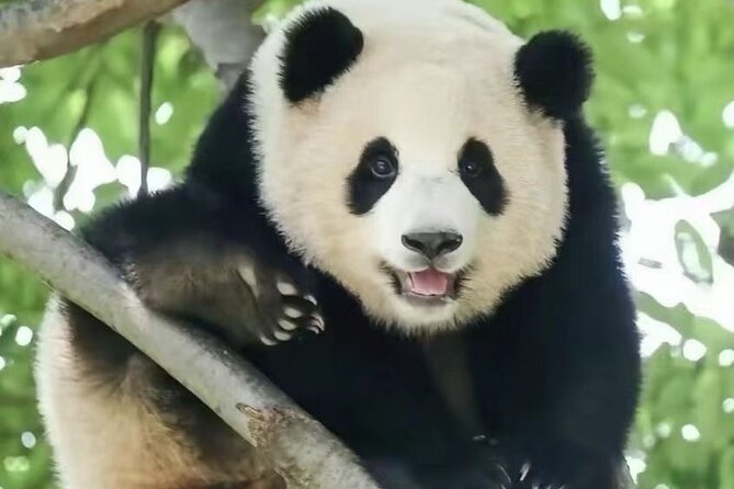 Panda, Leshan, and Emei Mountain 2-day tour - Practical details that can make the days easier