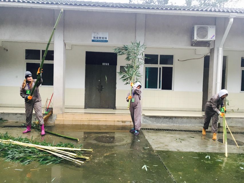 Panda Volunteer Project Day Trip(Wolong/Du Jiang Yan) - Why a panda workday feels different from a normal visit