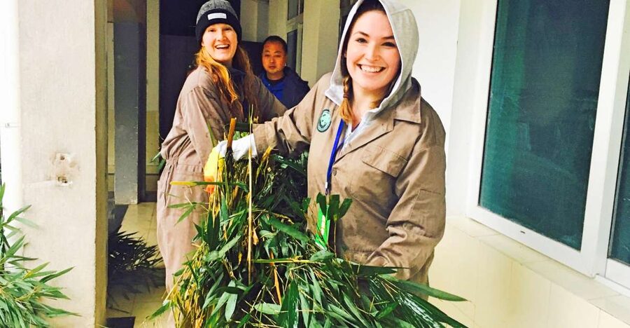 Panda Volunteer Project Day Trip(Wolong/Du Jiang Yan) - Who will enjoy this panda project most?
