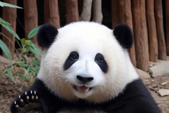 Private 1-Day: Panda and Chengdu Local Life (Make Vlog for you) - Why This Chengdu Day Works So Well