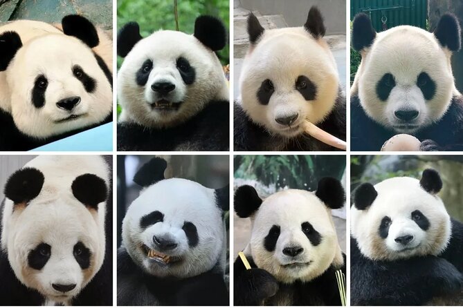 Private 1-Day: Panda and Chengdu Local Life (Make Vlog for you) - Six Hours Among Giant Pandas and Red Pandas
