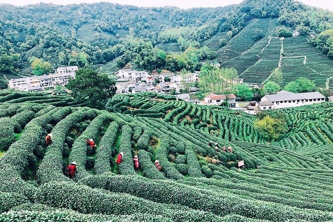 Private Amazing Hangzhou Airport Layover Tour with Lunch or Dinner Option - Why This Tour Works for a Hangzhou Stopover