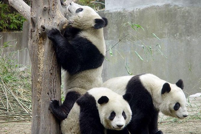 Private Chengdu Day Tour: Giant Pandas and Jinsha Site Museum - Why this private Chengdu day works