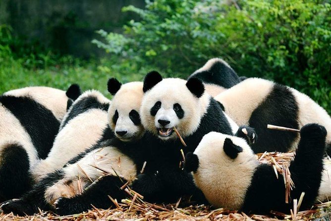 Private Chengdu Highlights Day Trip: Panda Base and City from Chongqing by Train - Why this Chengdu day trip works from Chongqing