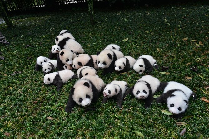 Private Chengdu Highlights Day Trip: Panda Base and City from Chongqing by Train - The 8:00 am start and bullet train connection
