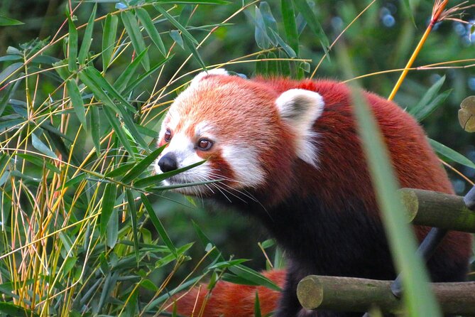 Private Chengdu Panda Base Tour with Hotel Pickup - Walking, timing, and realistic expectations