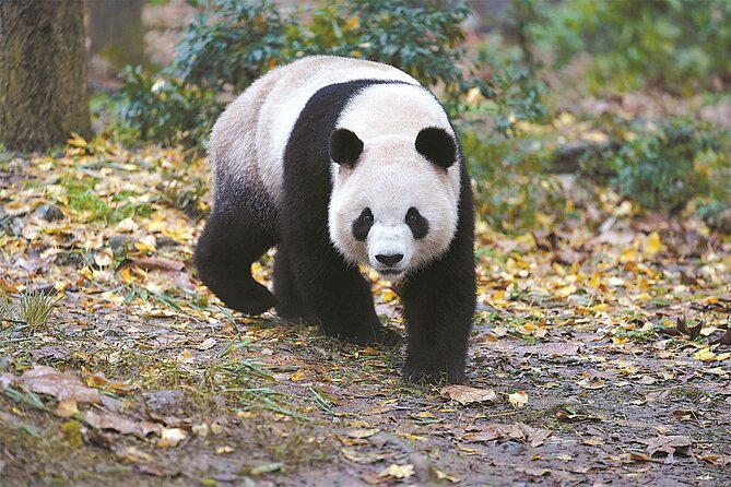 Private Chengdu Panda Base Tour with Hotel Pickup - Who should choose this Chengdu panda tour?