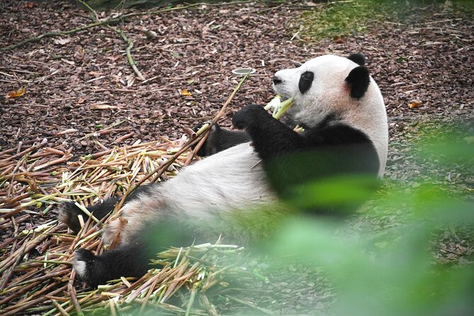 Private Chengdu Panda Base Tour with Hotel Pickup - Giant pandas in the outdoor enclosures