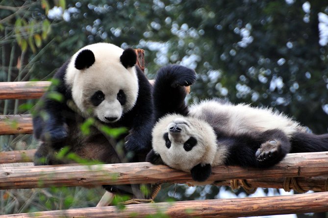 Private Day Tour: Chengdu Panda and Leshan Buddha - Two Sichuan icons packed into one demanding day
