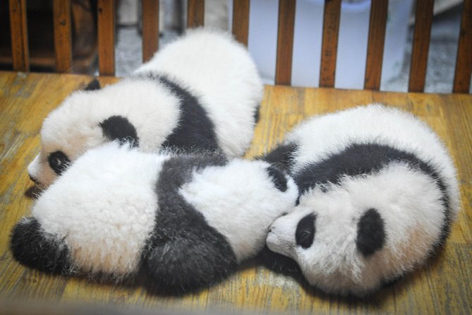 Private Day Tour: Dujiangyan Panda Base and Irrigation Project - Guide quality is central to the experience
