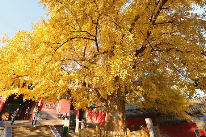 Private Day Tour to Shaolin Temple from Beijing by Bullet Train with Kungfu Show - Returning to Beijing by train