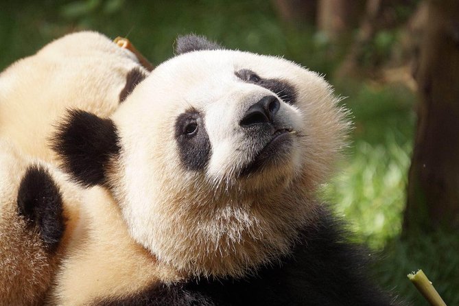 Private Full-Day Tour: Chengdu City Highlights - Why this private Chengdu day works