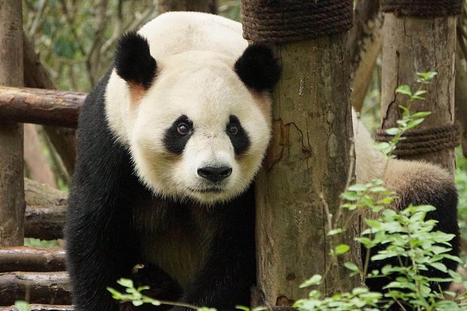 Private Full-Day Tour: Chengdu City Highlights - Three hours at the Giant Panda Breeding Research Base