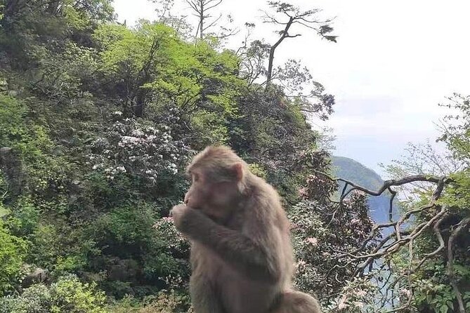 Private Full-day Trip: Leshan Giant Buddha&Emeishan Scenic Resort - The physical demands and who should book