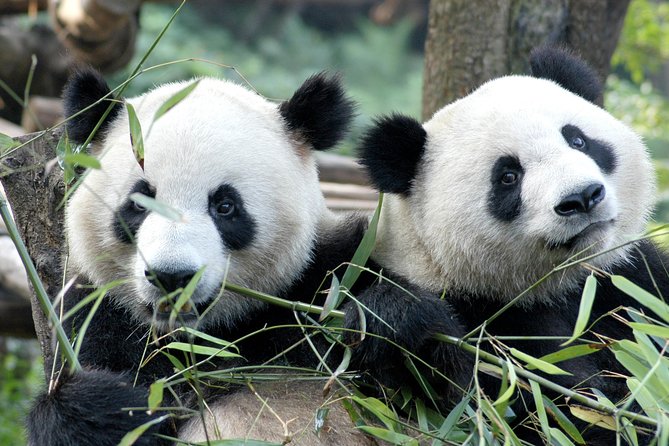 Private Half-Day Chengdu Panda Breeding Center Tour with Optional Volunteer - Key points to know before booking