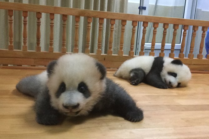 Private Half-Day Chengdu Panda Breeding Center Tour with Optional Volunteer - A private morning built around panda activity
