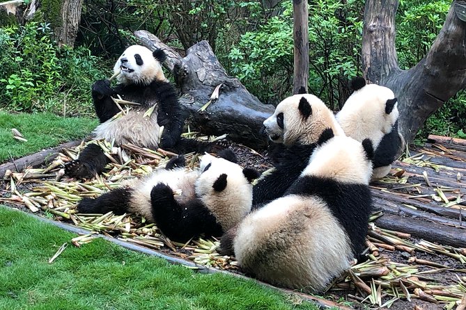 Private Half-Day Chengdu Panda Breeding Center Tour with Optional Volunteer - Why the private guide can be worth the extra cost