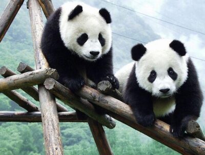Private Half-Day Chengdu Panda Breeding Center Tour with Optional Volunteer