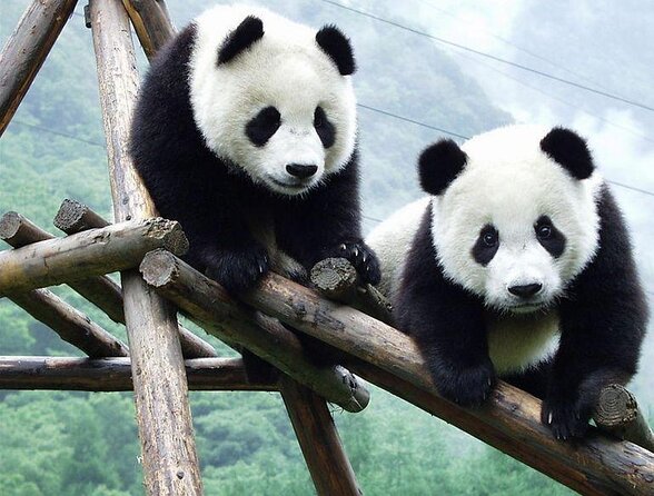 Private Half-Day Chengdu Panda Breeding Center Tour with Optional Volunteer - The red panda area adds a useful change of pace