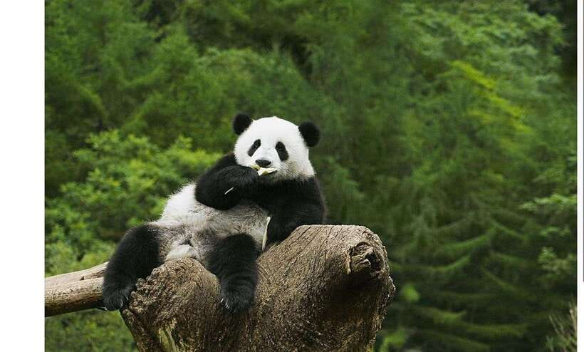 Private Half-Day Tour to Chengdu Panda Base - Key points to know before you book