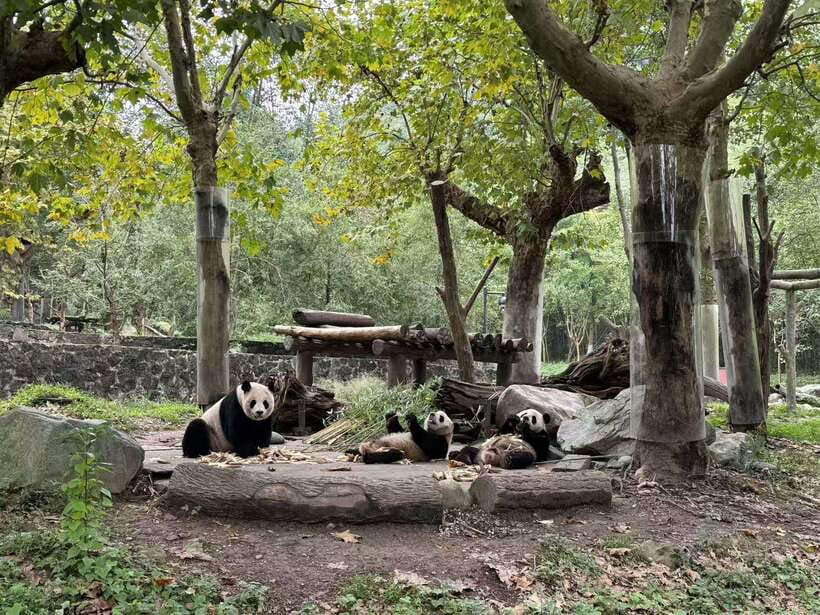 Private Half-Day Tour to Chengdu Panda Base - The quieter Dujiangyan choice