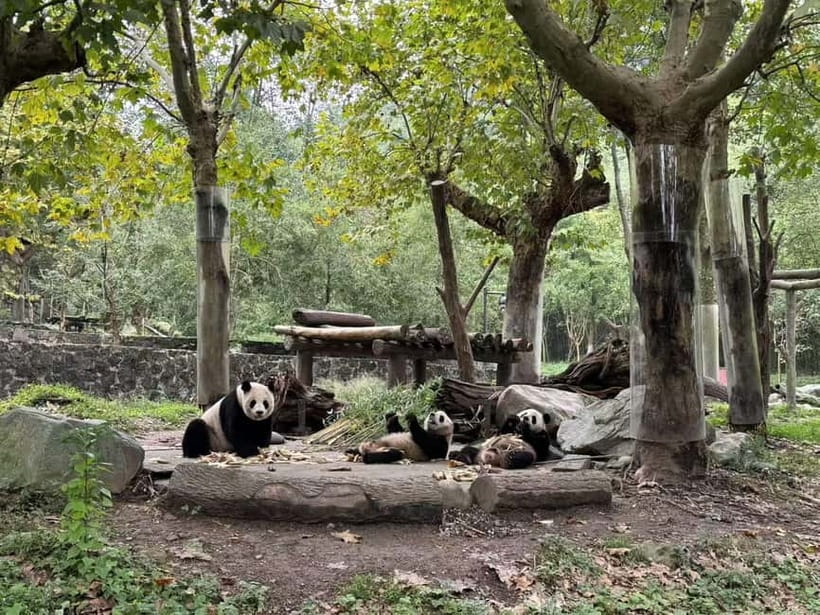 Private Half-Day Tour to Chengdu Panda Base - What to arrange before the pickup