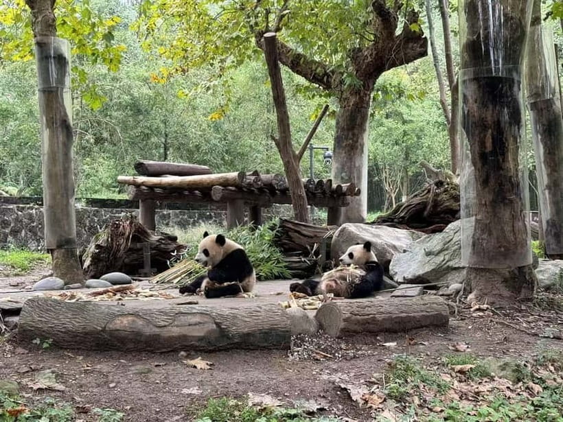 Private Half-Day Tour to Chengdu Panda Base - Who will enjoy this panda tour most?