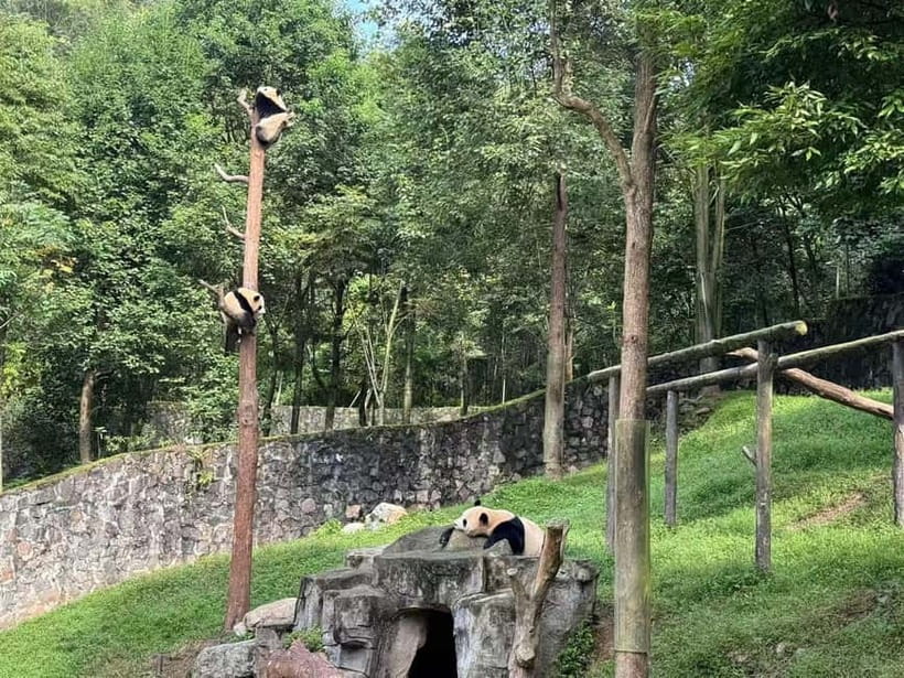 Private Half-Day Tour to Chengdu Panda Base - FAQ
