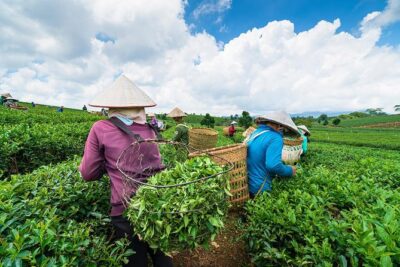 Private Hangzhou Day Tour to West Lake, Lingyin Temple, Tea Village, Old Pagoda