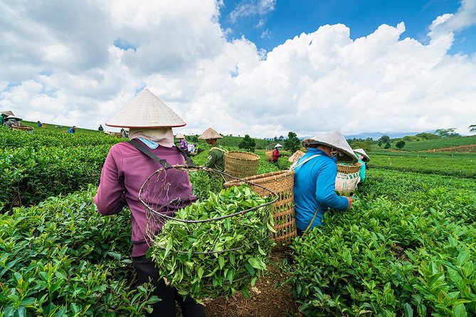 Private Hangzhou Day Tour to West Lake, Lingyin Temple, Tea Village, Old Pagoda - Meijiawu Tea Village and the world of Longjing green tea