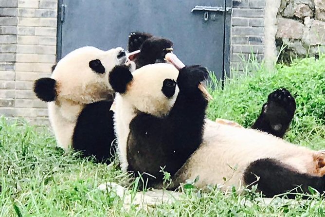 Private Panda Tour with Cooking Class One-day Trip - Why this Chengdu day works so well