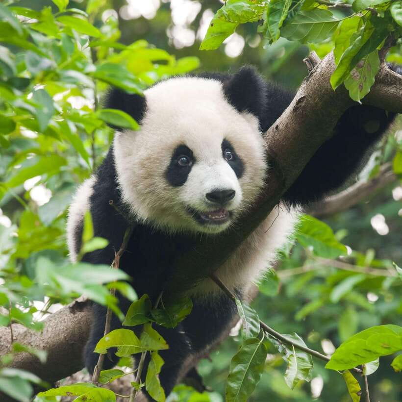 Private Tour: Discovering Pandas & the Majestic Giant Buddha - How the private format changes the day