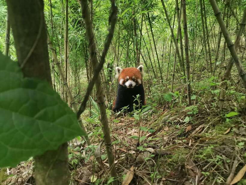Private Tour: Discovering Pandas & the Majestic Giant Buddha - Timing, weather, and holiday planning