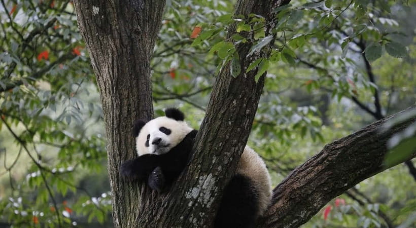 Private Tour: Discovering Pandas & the Majestic Giant Buddha - Who should book this experience?