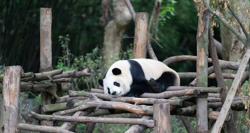 Private Tour: Discovering Pandas & the Majestic Giant Buddha - Booking details worth checking first