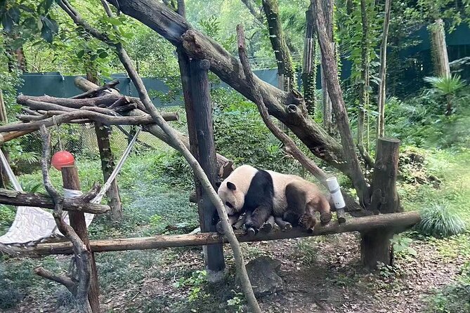 Private Zhujiajiao Water Town Tour with Shanghai Zoo and Panda - The drive from the zoo to Zhujiajiao