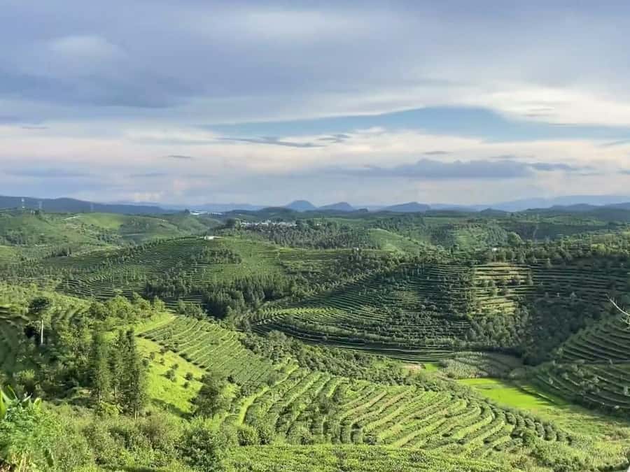 Puer Tea Picking and Tasting | 6 Hour Morning Trip - Key Points at a Glance